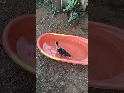 Pato na banheira ... 