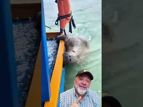 peixe boi pega carona #agro #fazenda #plantas