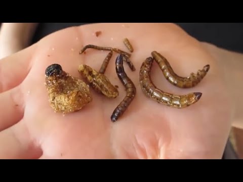 Medicina per lyambliya per Helminths dalla Tailandia