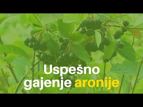 Sve što treba da znate za uspešno gajenje aronije