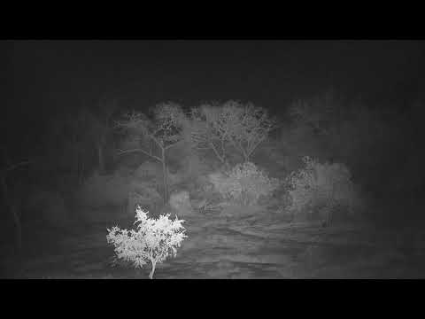 Djuma: Sights and sounds of the early morning darkness - 01:01 - 06/13/19