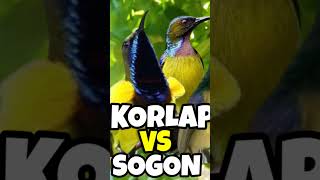 Download lagu suara pikat sogon vs korlap paling ampuh. #suarapikatsogon #suarapikatampuh #shorts mp3 Download lagu suara pikat sogon vs korlap paling ampuh. #suarapikatsogon #suarapikatampuh #shorts mp3