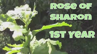 Growing Rose of Sharon From Seed - The First Year of Growth