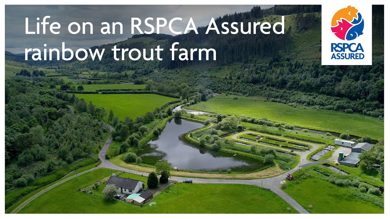Life on an RSPCA Assured rainbow trout farm