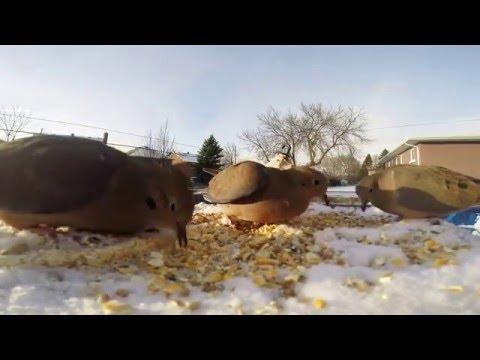 doves fight for seeds on the backyard birdfeeder