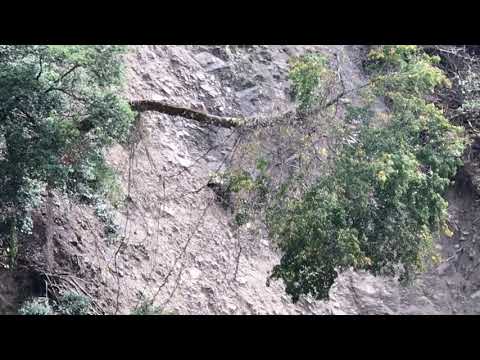 1071119緩步行走爬山的熊