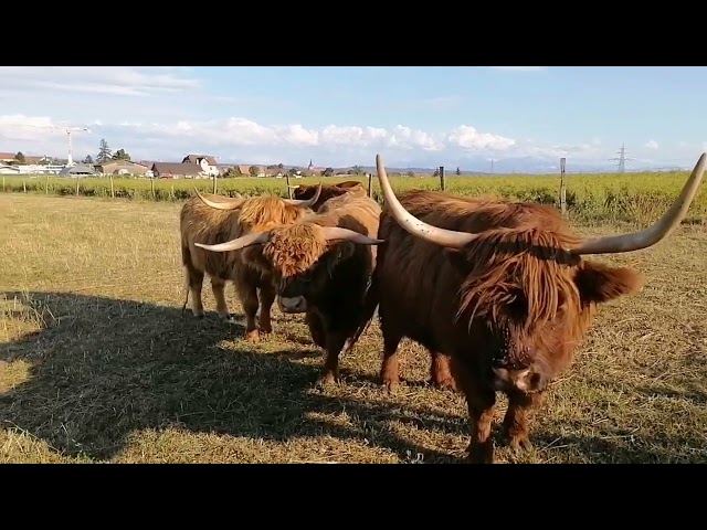 Vídeo relacionado con Papo 51178 Highland Ganado Farmyard Friends Figurilla, 51178 Highland Ganado