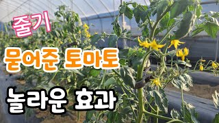 토마토 줄기 묻어 주었더니 놀라운 효과