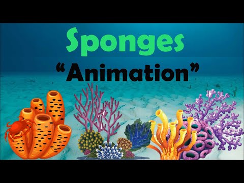 image-Is a sponge plant or animal?