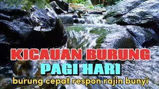 Download lagu Kicauan burung pagi hari, suara air untuk terapi semua jenis burung mp3