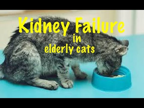 Kidney/Renal Failure in cats