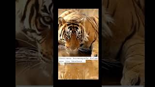 Download lagu Bangun harimau bangun @ Like Subscribe #tiger #video #youtubeshorts mp3