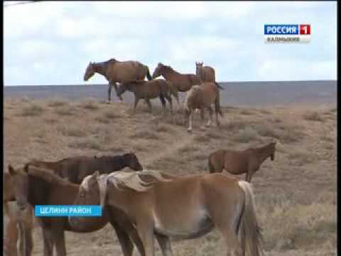 Вести «Калмыкия»: выпуск 02.11.2016 на калмыцком языке