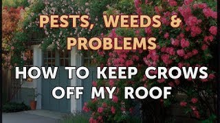 How to Keep Crows off My Roof