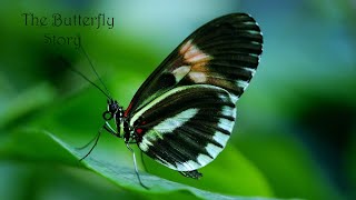 Jesse Cook ~ Come What May (Butterfly Story)