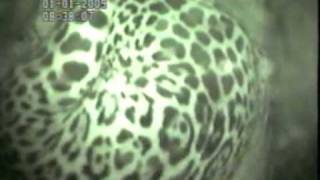 preview picture of video 'Jaguar Cub Birth'