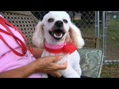 Sunny, an adopted Poodle in Houston, TX_image-1