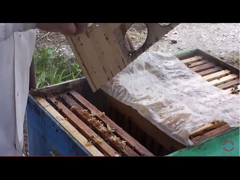 Inmultire dirijata in paralel cu productia si captarea naturala a varroa destructor doar la Bio Stup