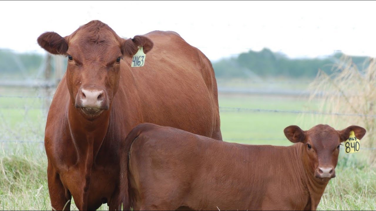 Características Técnicas de la Raza Brangus - TvAgro por Juan Gonzalo Angel