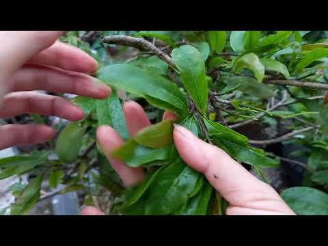 THỜI ĐIỂM TUỐT LÁ MAI MIỀN BẮC ĐỂ HOA NỞ ĐÚNG DỊP TẾT QUÝ MÃO NĂM 2023.