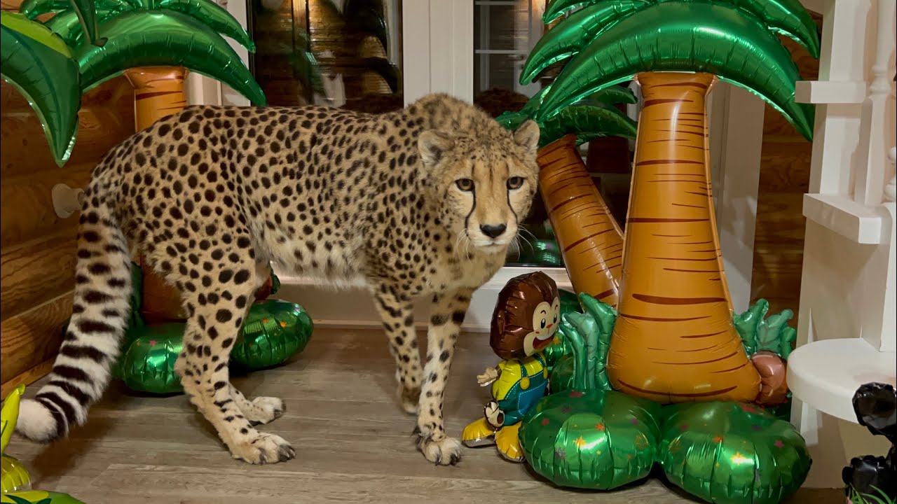 Герда помогает подготовить праздник!! Пуме Месси 10 лет!