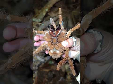 Maior Tarântula do Mundo 🕷️ #animaisfantasticoseondehabitam #curiosidades #aranha #caranguejeira