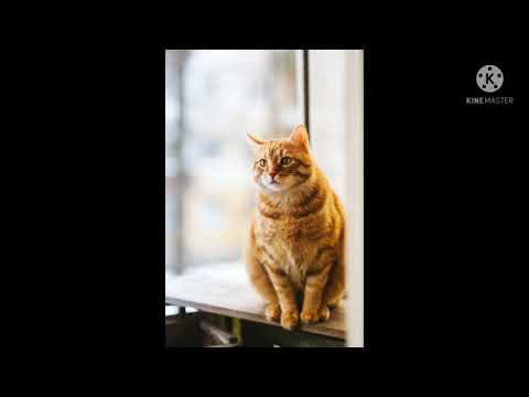 a cat have many sounds😳😳,irak country blame cats🤔🤔, cat have no any taste😋😋