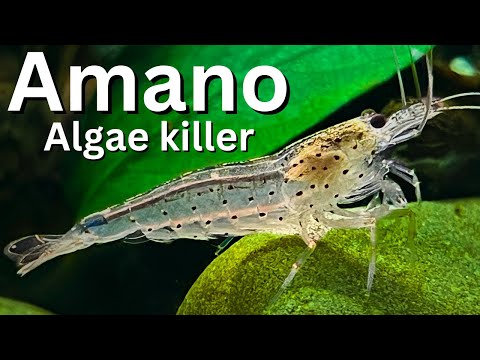 Ultimate Amano Shrimp Care guide for beginners. Is Amano the best algae eater?