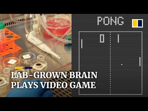 Lab-grown brain cells play Pong video game after learning with real-time performance feedback