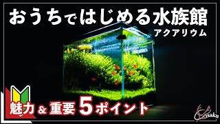 【超初心者向け】お家でできる趣味『アクアリウム』の魅力と始める前に知ってほしい5つのポイント【小型水槽でアクアリウムを始めよう!#1】