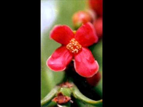 Tonga - Vaka Pole'o - Kalenitila / Heilala Tangi Tangi