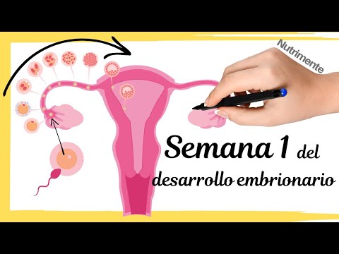 Primera Semana Del Desarrollo Embrionario Humano o semana 3 desde FUM (Fecha.Última.Menstruación)