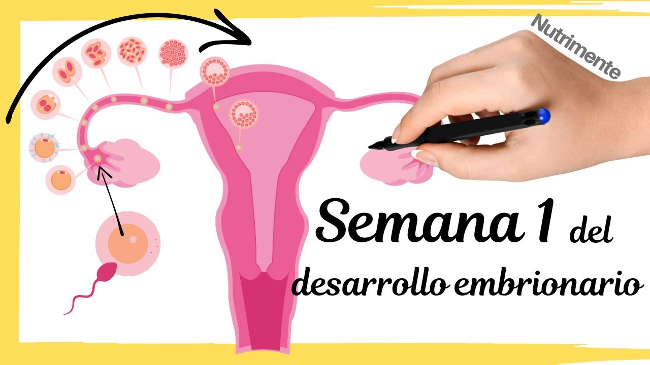 Primera Semana Del Desarrollo Embrionario Humano o semana 3 desde FUM (Fecha.Última.Menstruación)