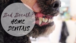 Bad Breath? Clean Your Dog