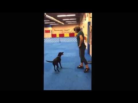 Zayna just turned 5 months old.  New building, four rings, only her second match.  LOVE her!!!