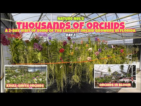 , title : 'Day 1 visit to one of the largest orchid growers in Florida,Krull-Smith Orchids and Orchids In Bloom'
