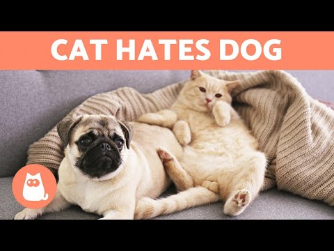 My CAT HATES My NEW DOG 🐶❌🐱 The Solution!
