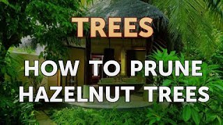 How to Prune Hazelnut Trees