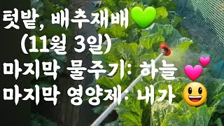 배추 마지막 물주기 및 영양제 살포 