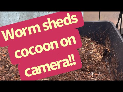 Worm sheds cocoon on camera!