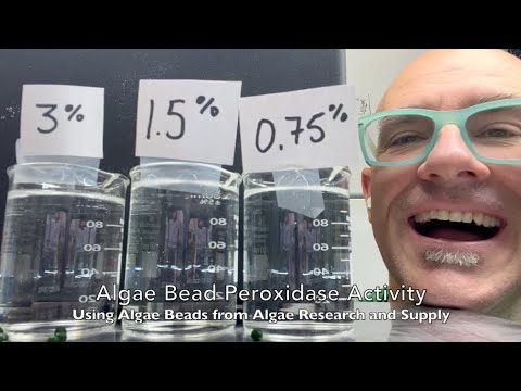 Algae Bead Peroxidase Activity