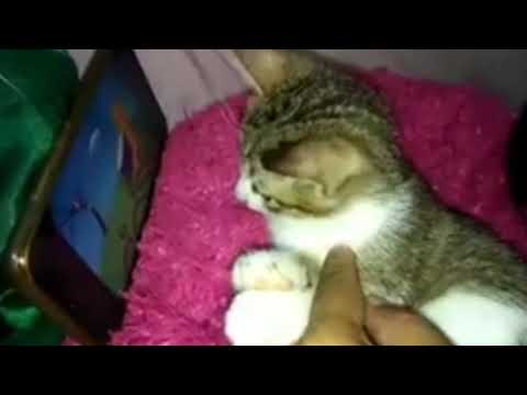 My baby cat watching tom and Jerry //Charlyn Garganera