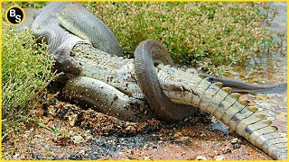 Extreme Fight Crocodile VS Python | Python Eat Alligator