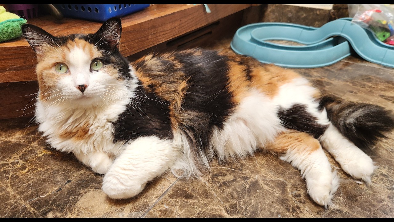 Callie, a ADOPTABLE mixed breed in Oklahoma City, OK video 5/5