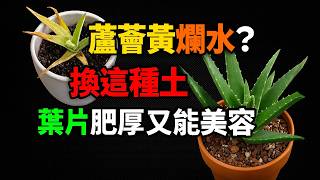 蘆薈盆栽黃爛水？只要換這種土，葉片肥厚又能美容保養！