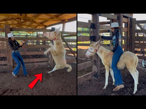 TAMING MY LITTLE MULE😱 FIRST TIME IN THE HALTER.