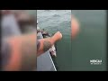 Fishing Boat Dragged For Miles By Great White Shark On San Francisco Bay