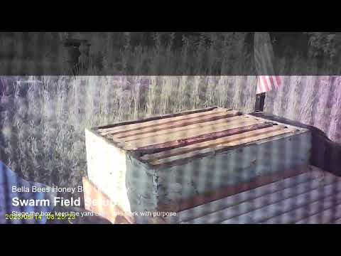 Bella Bees swarm field setup video thumbnail
