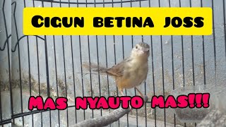 Download lagu pancingan cigun bahan,cigun betina gacor👍 mp3