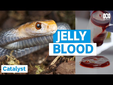 This Is What Snake Venom Does To Blood | Catalyst | ABC Science